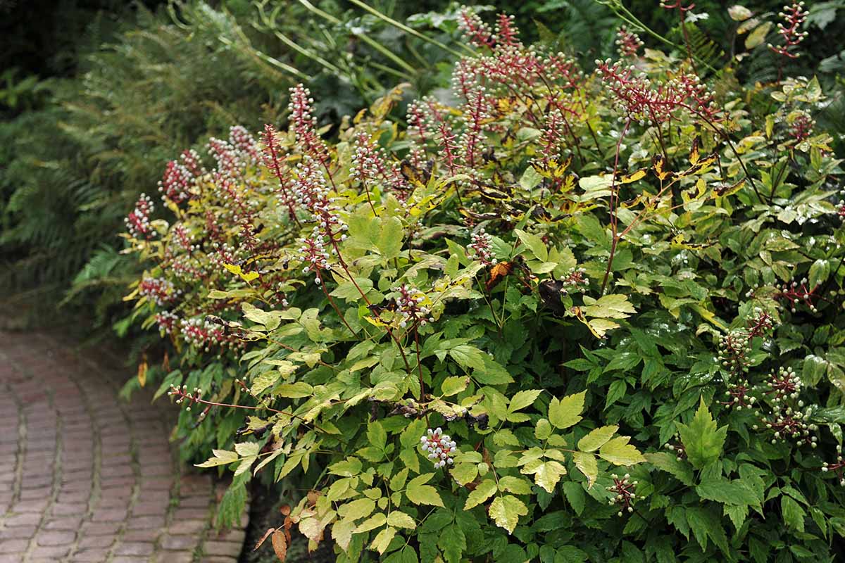 A close up horizontal image of a baneberry shrub growing in a garden border.