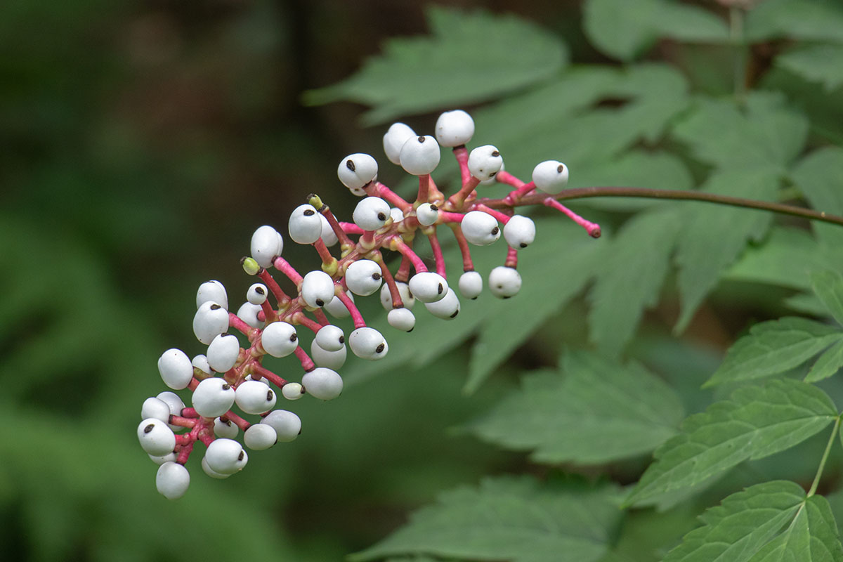 A close up horizontal image of doll's eye berries of white baneberry (Actaea pachypoda) growing in the garden pictured on a soft focus background.