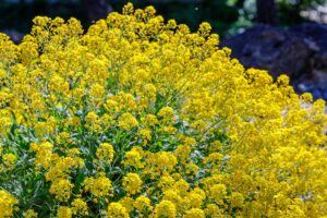 A close up horizontal image of a basket of gold (Aurinia saxatilis) plant in full bloom pictured in bright sunshine.