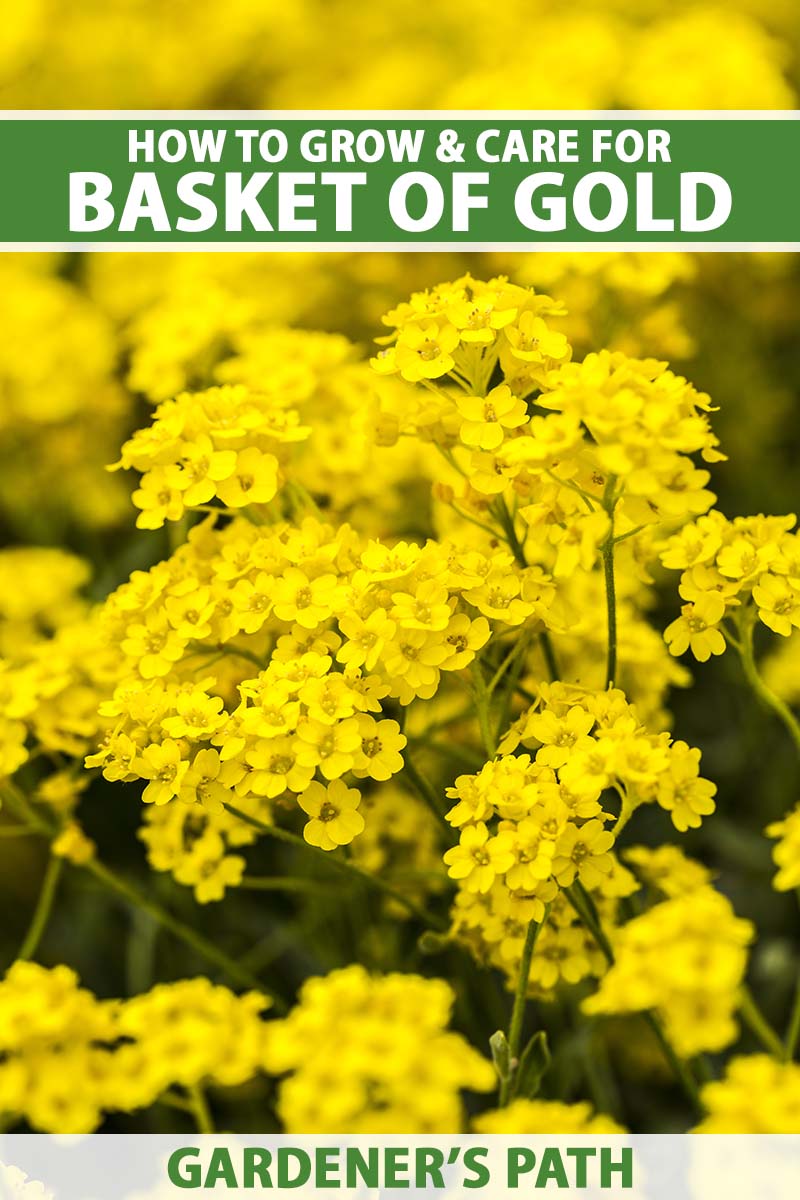 A close up vertical image of Aurinia saxatilis (basket of gold) flowers pictured on a soft focus background. To the top and bottom of the frame is green and white printed text.