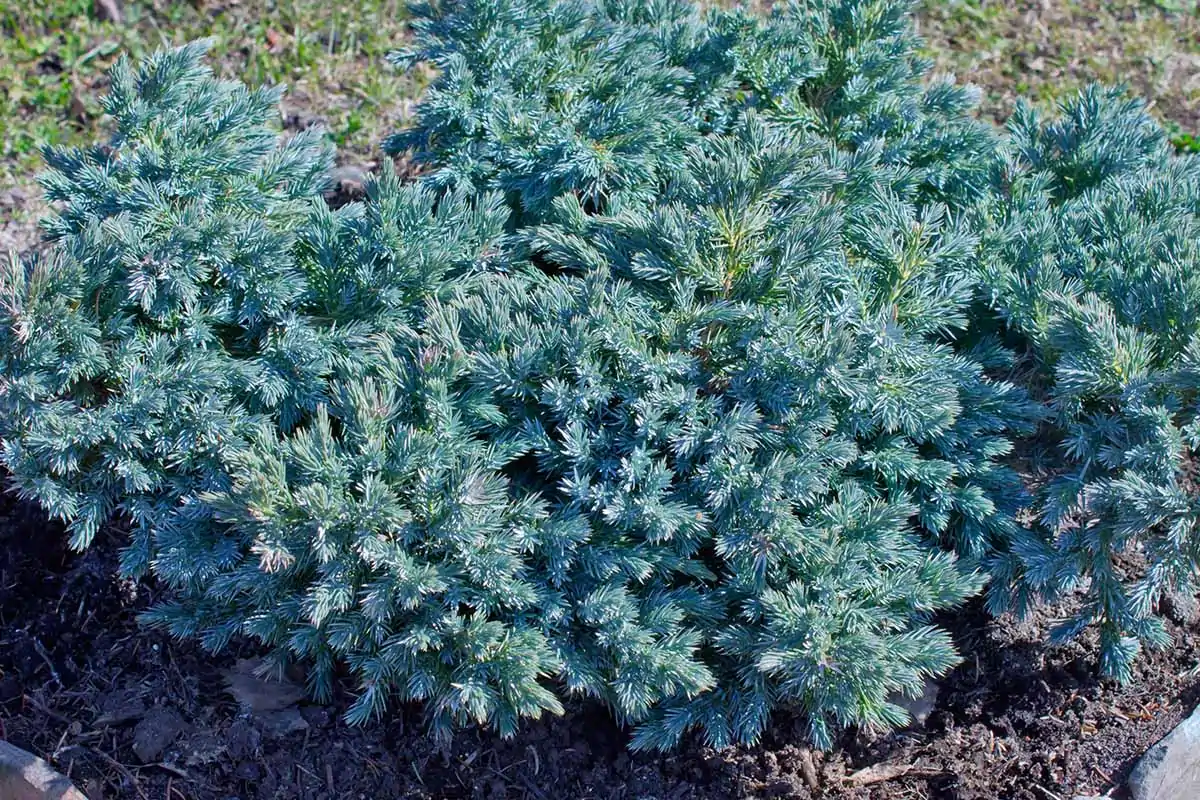 A close up horizontal image of a Juniperus squamata 'Blue Star' growing in a garden border pictured in light sunshine.