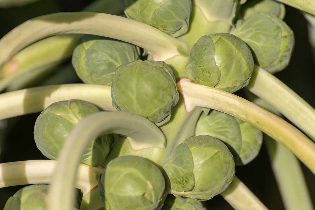 A close up horizontal image of Brussels sprouts growing on the stalk pictured in light sunshine.