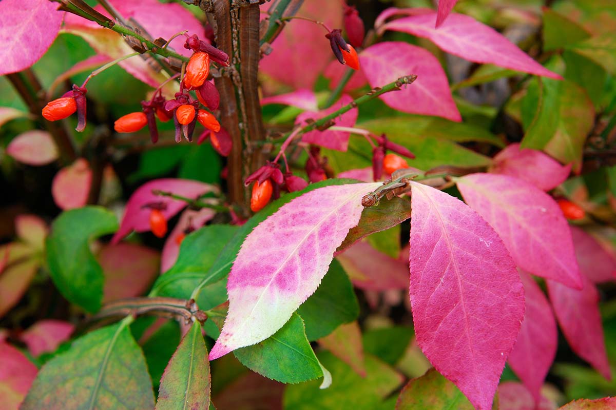 A close up horizontal image of burning bush berries and foliage turning from green to red in autumn.