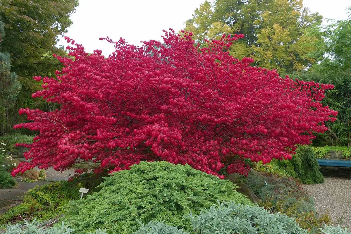 A horizontal image of the dramatic red foliage of a burning bush shrub growing in a formal garden.