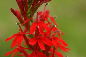 A close up horizontal image of red cardinal flowers (Lobelia cardinalis) pictured on a soft focus background.
