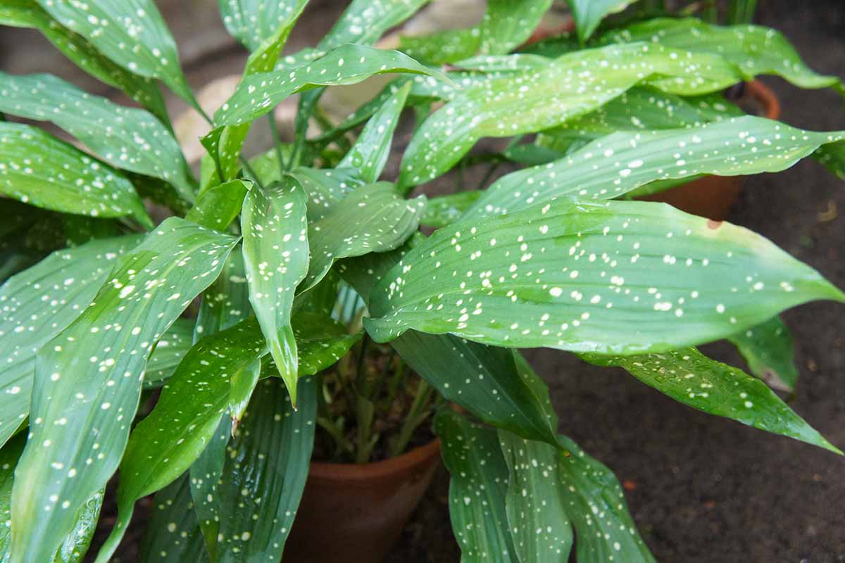 A close up horizontal image of the variegated spotted foliage of a cast-iron plant (Aspidistra elatior) growing in a pot.