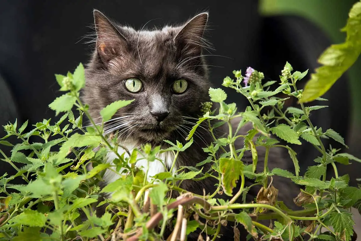 A close up horizontal image of a curious gray cat investigating catnip (Nepeta cataria) plants growing in the garden.