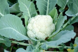 A close up horizontal image of a small cauliflower head developing in the garden.