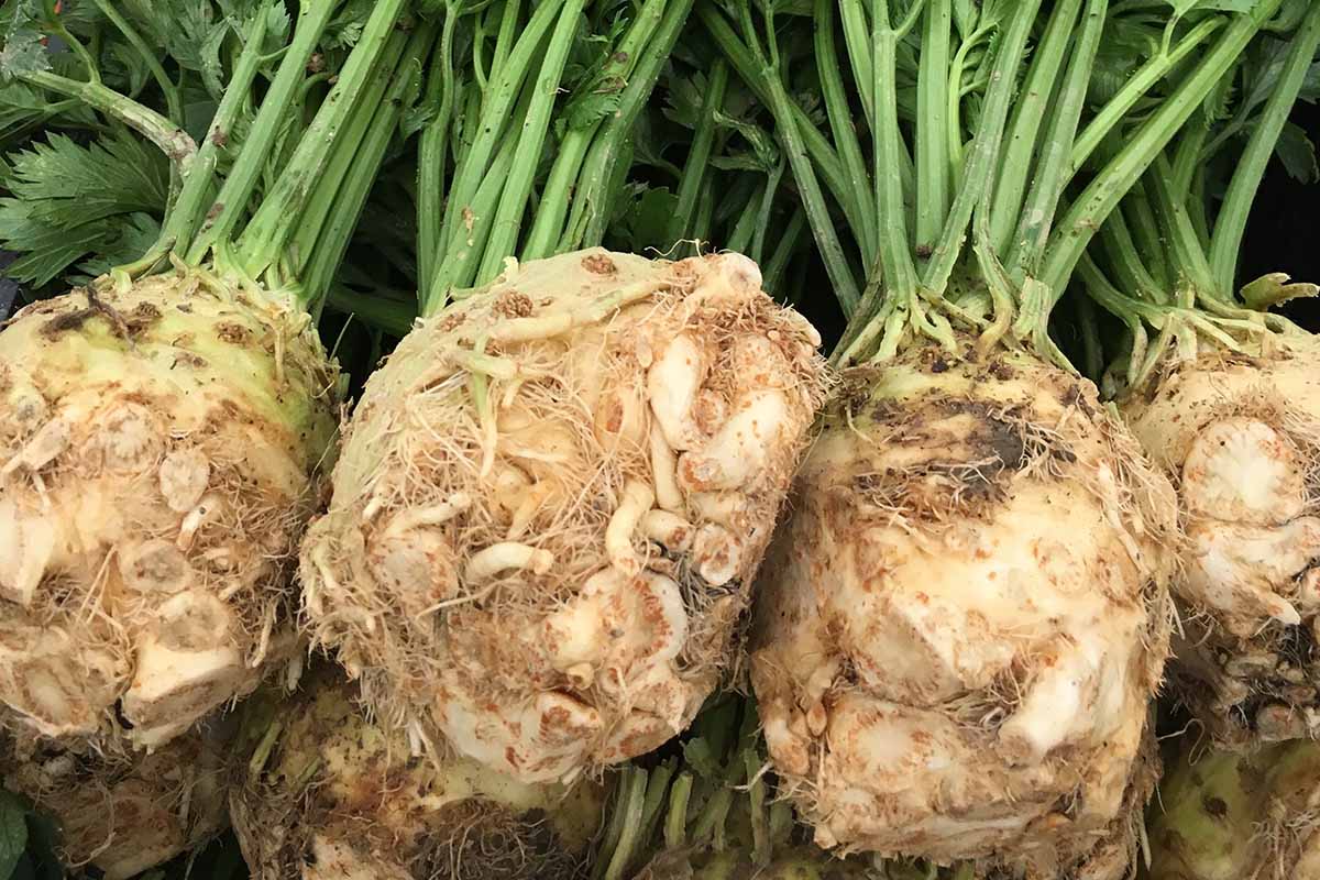 A close up horizontal image of celeriac roots in a pile.