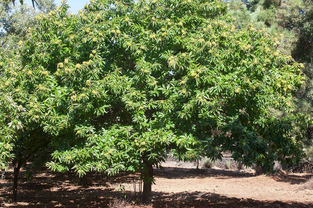 A close up horizontal image of a chestnut tree growing in a backyard orchard pictured in bright sunshine.