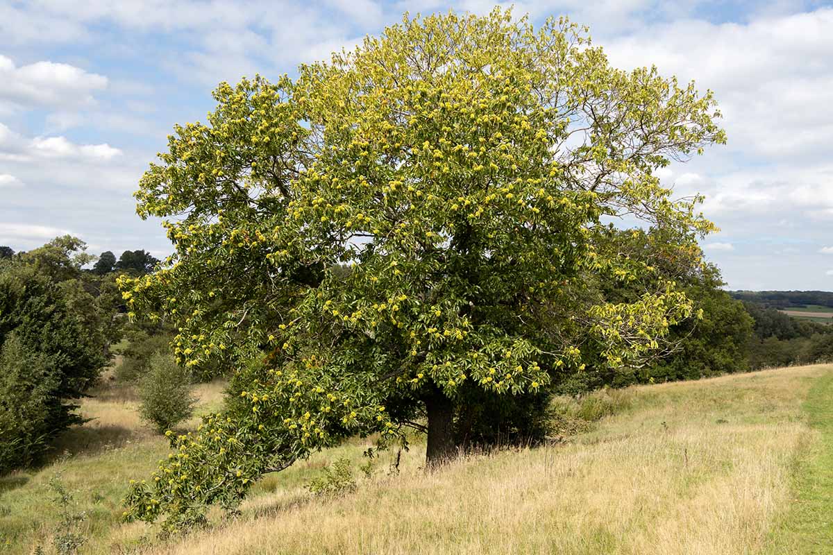 A horizontal image of a large Castanea sativa growing in a field in summer.