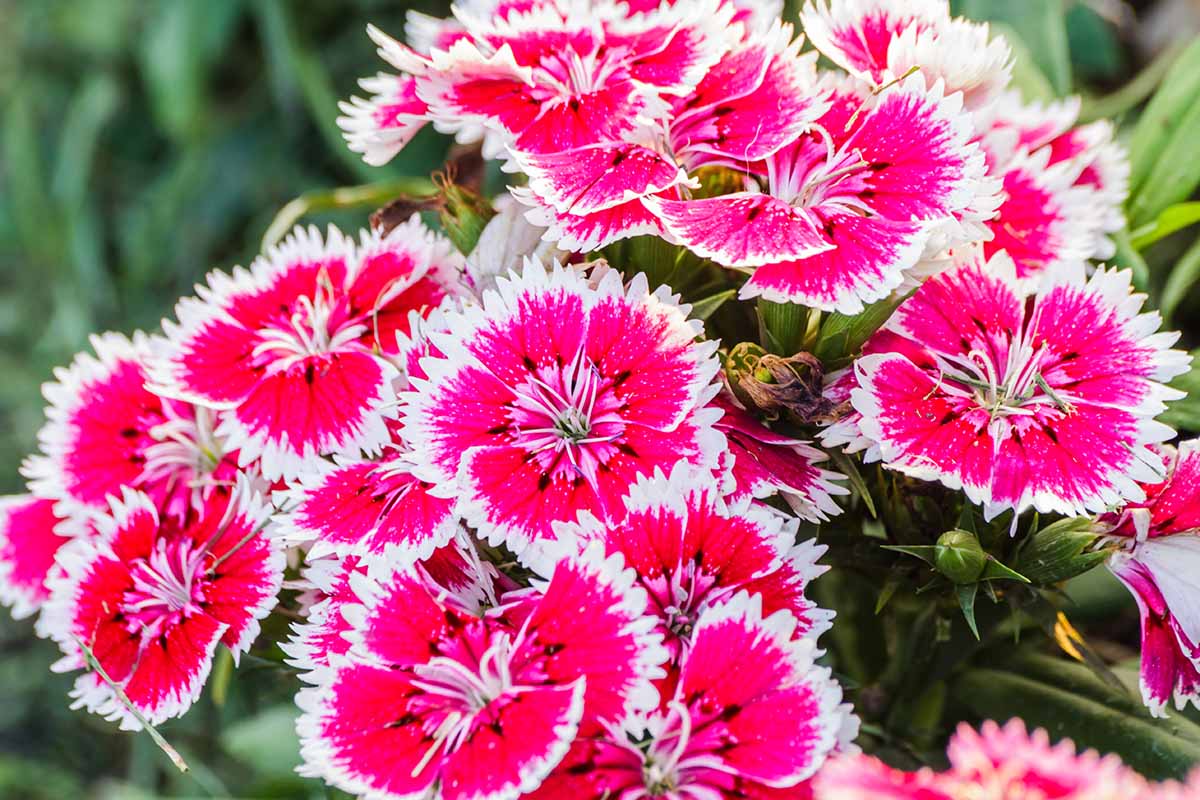 A close up horizontal image of Dianthus chinensis flowers growing in the garden, featuring white fringed petals with red centers.