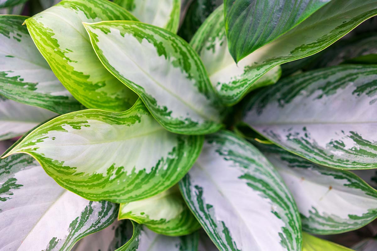 A close up horizontal image of the foliage of a Chinese evergreen plant.