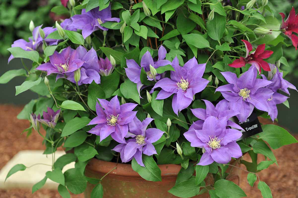 A close up horizontal image of bright purple clematis flowers growing in a terra cotta pot.