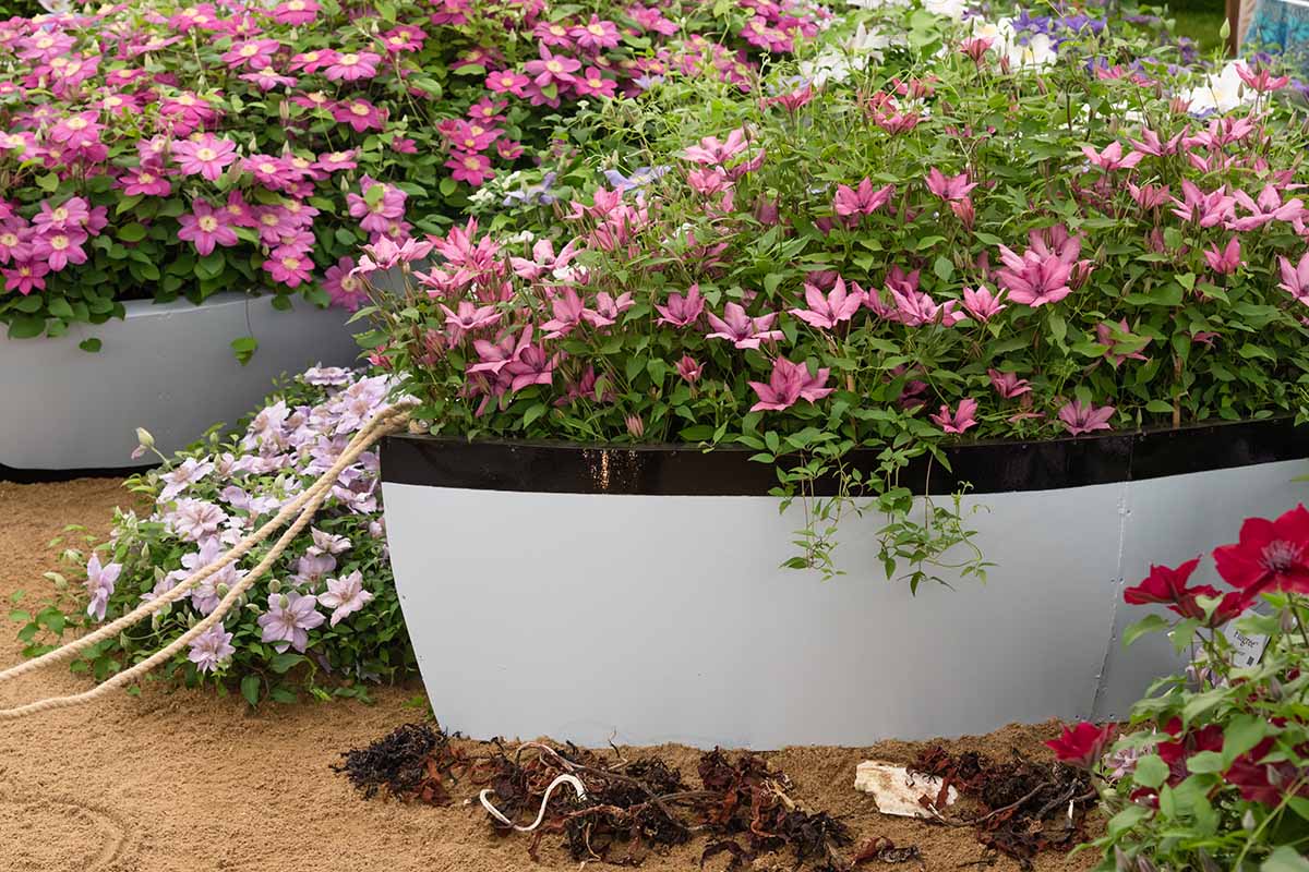 A close up horizontal image of clematis flowers growing in planters that are in the shape of boats.