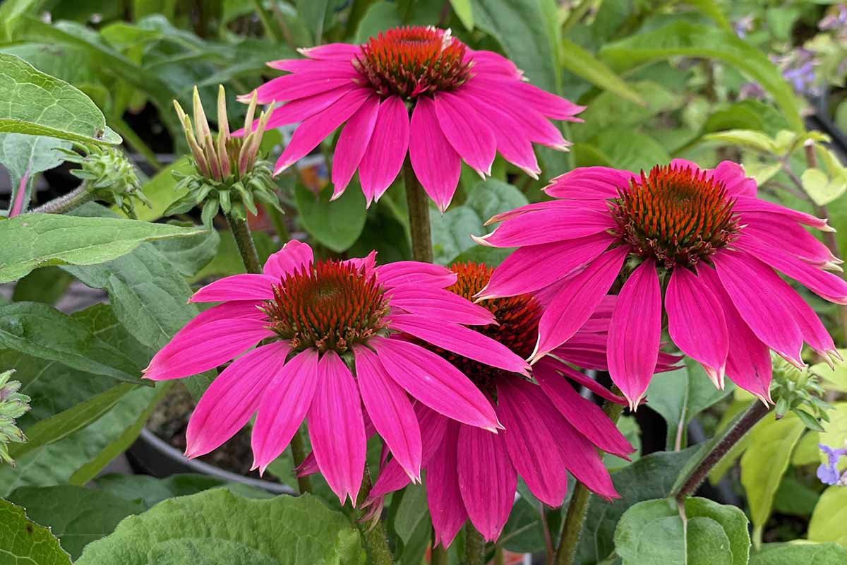 how to grow and care for coneflowers (echinacea) | gardener's path