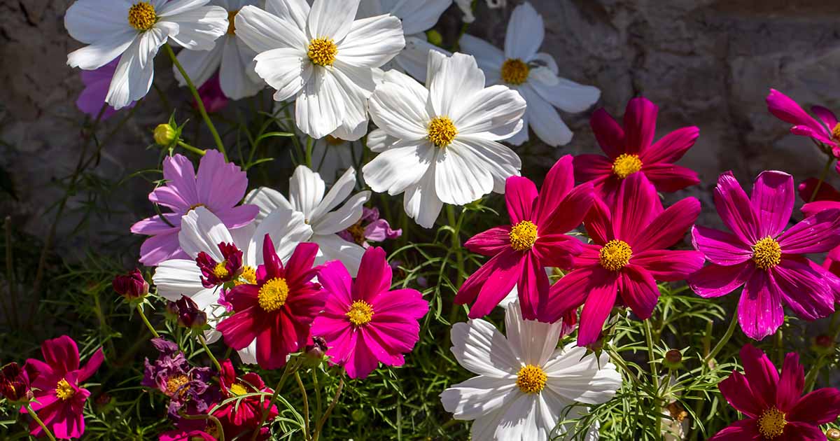 Image of Cosmos summer annuals from pinterest.com