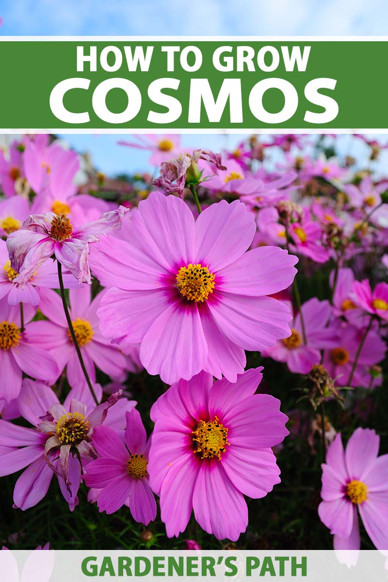 A vertical image of bright pink cosmos growing en masse in a wildflower meadow. To the top and bottom of the frame is green and white printed text.