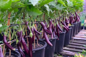 A close up horizontal image of a row of containers with purple eggplants.