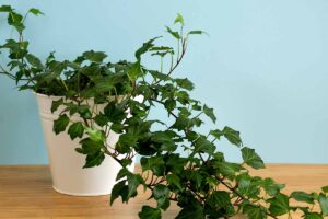 A close up horizontal image of an English ivy plant trailing over the side of a white pot.