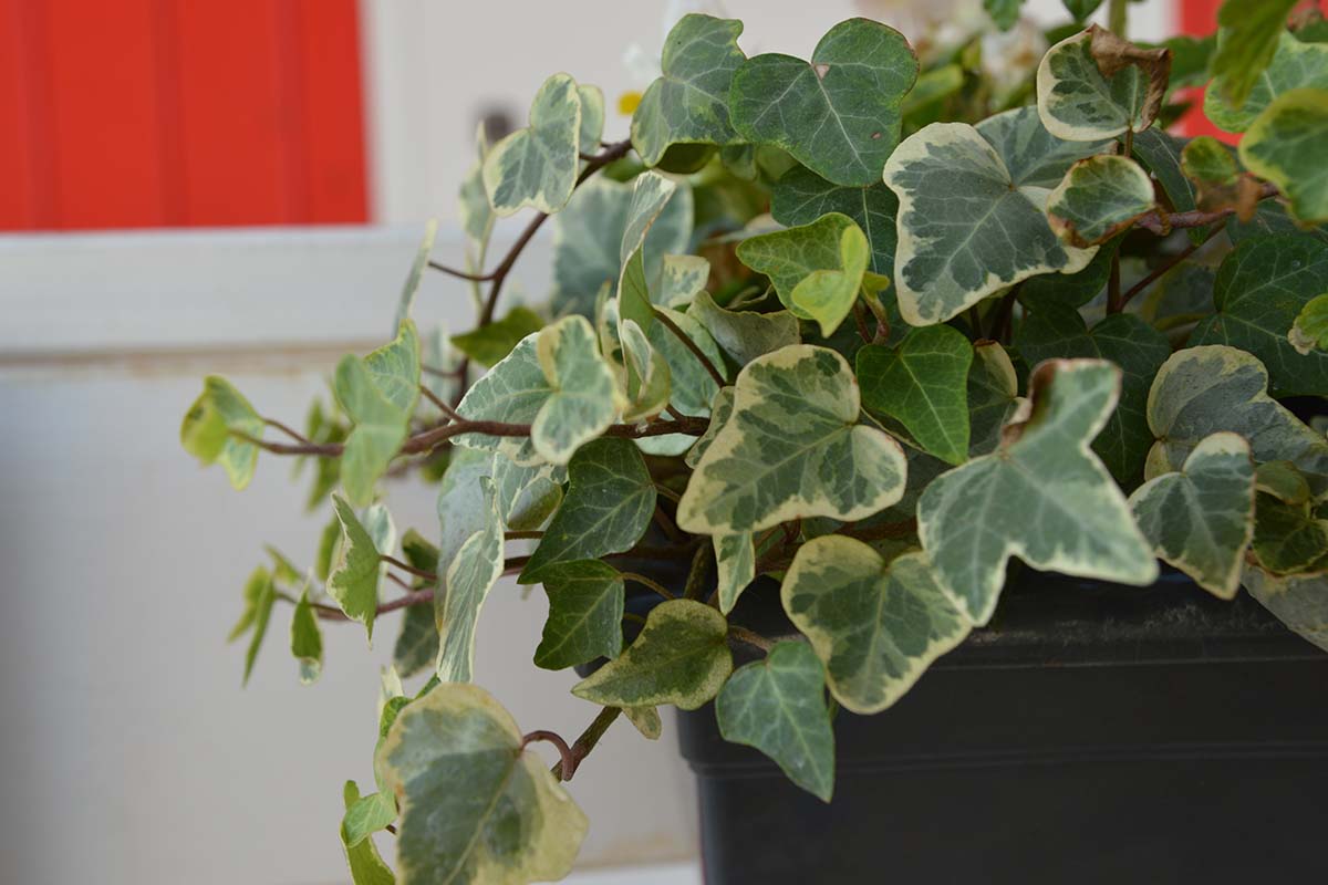 A close up horizontal image of ivy growing indoors in a black pot.