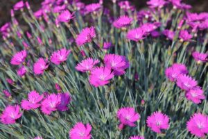 A close up horizontal image of a large swath of pink 'Firewitch' dianthus flowers growing in a sunny garden.