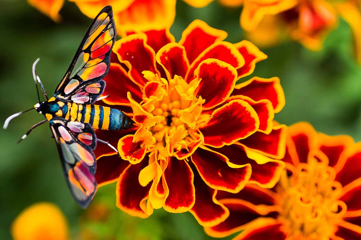 A close up horizontal image of a beneficial insect on the petals of a bright red and orange bicolored Tagetes patula (French marigold) flower, pictured in bright sunshine on a soft focus background.