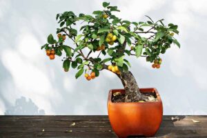 A close up horizontal image of a fruit tree growing as a bonsai.