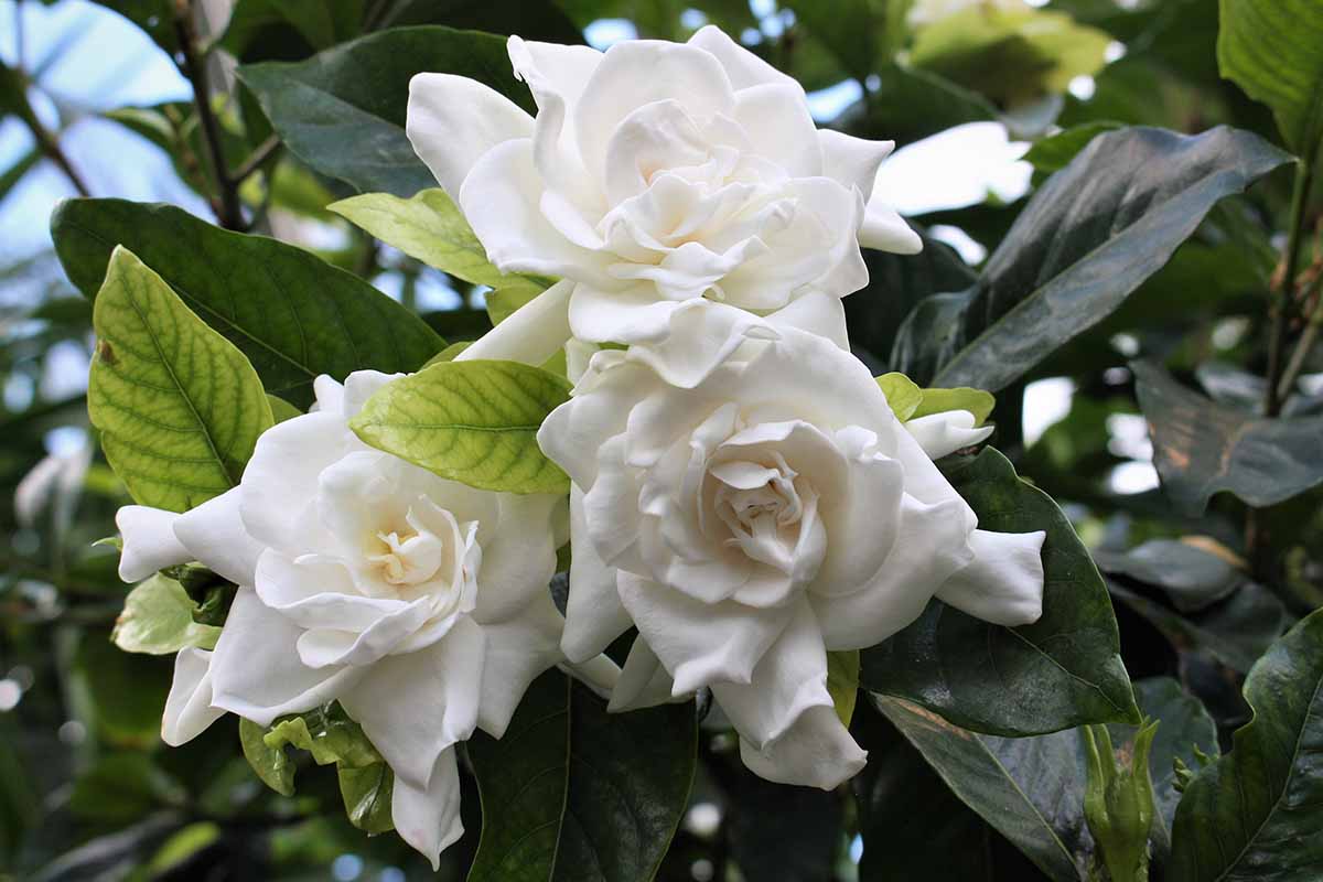 A close up horizontal image of white Gardenia jasminoides flowers growing in the garden pictured on a soft focus background.