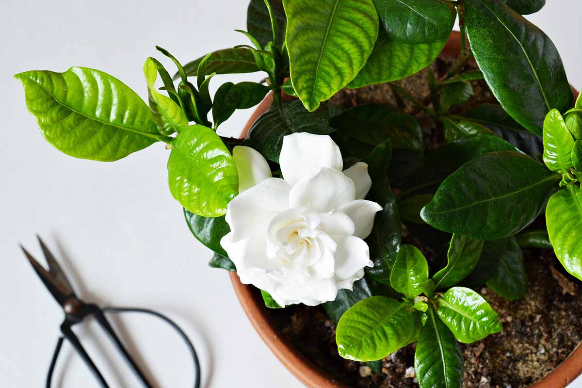 A close up horizontal image of a potted gardenia in flower with a pair of scissors in soft focus in the background.