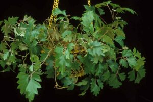 A close up horizontal image of a grape ivy plant in a hanging basket on a dark background.