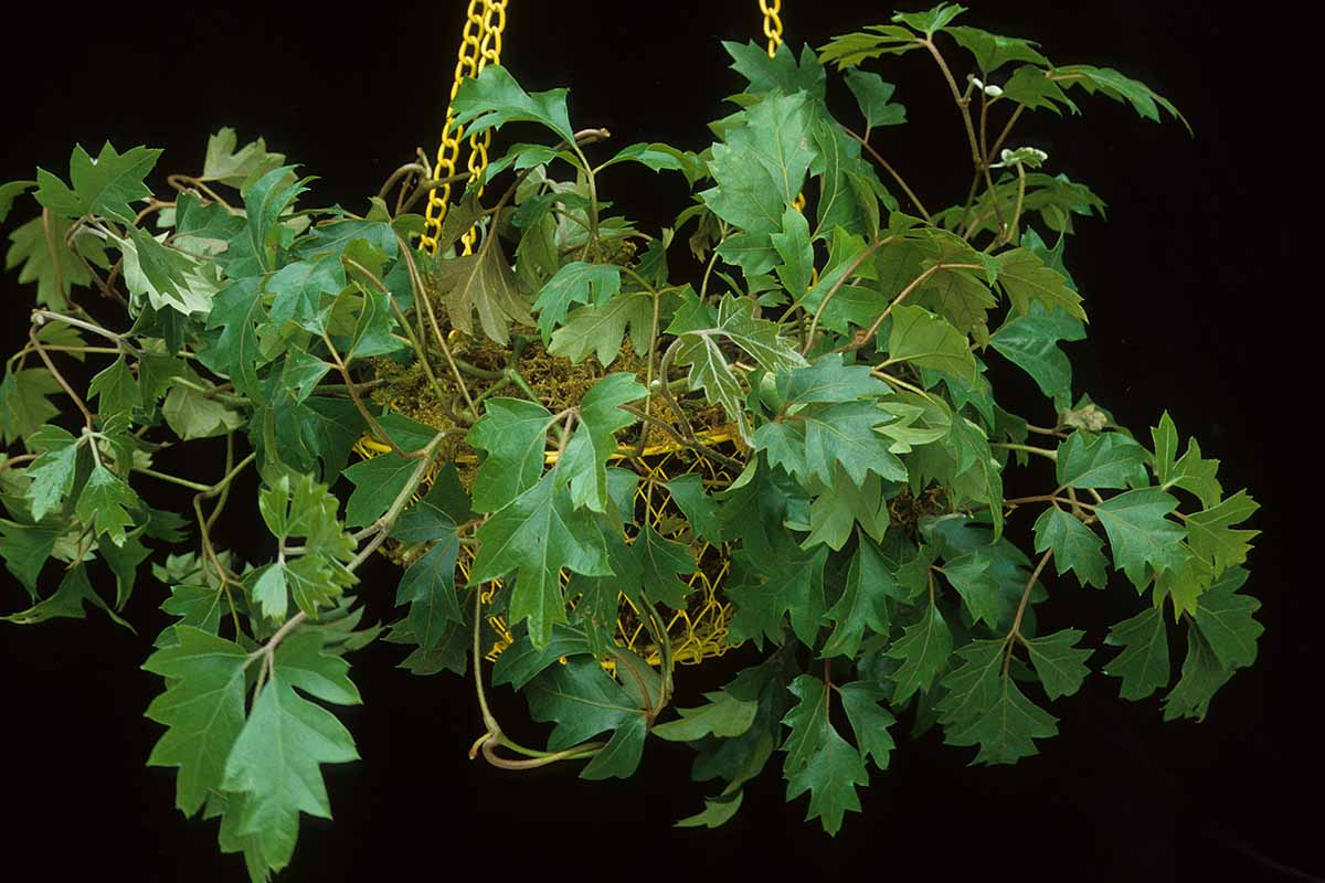 A close up horizontal image of grape ivy (Cissus alata) growing in a hanging basket pictured on a dark background.