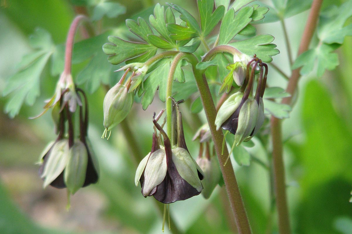 A close up horizontal image of green columbine flowers growing in the garden pictured on a soft focus background.