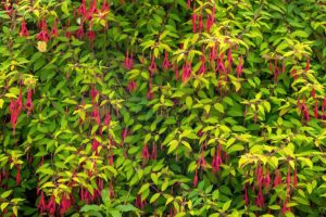 A close up horizontal image of hardy fuchsia with bright red flowers growing in the garden.