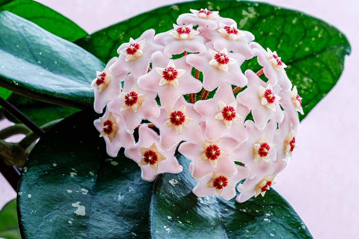 A close up horizontal image of the delicate pink and red flowers of a Hoya plant with foliage in the background.