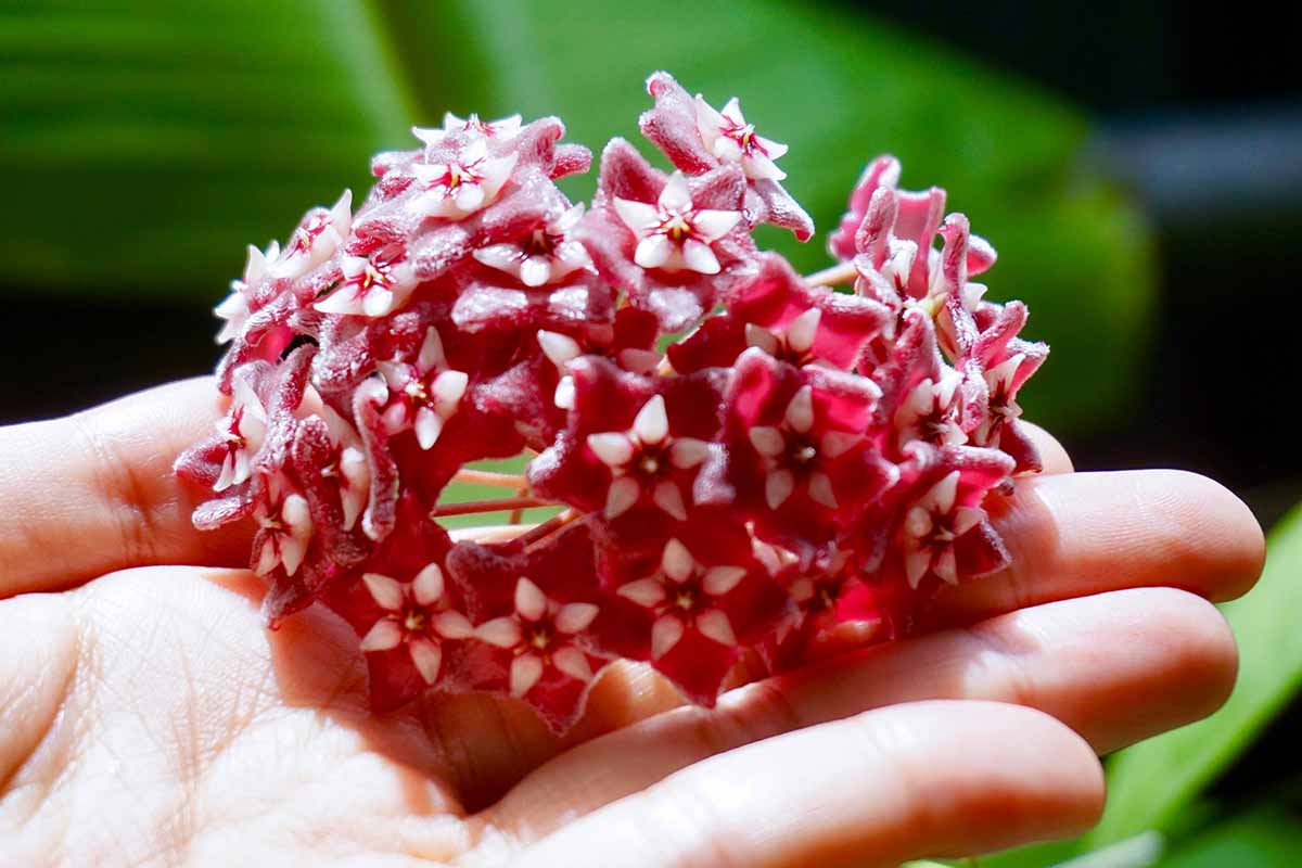 A close up horizontal image of a red and white hoya flower in the palm of a hand.