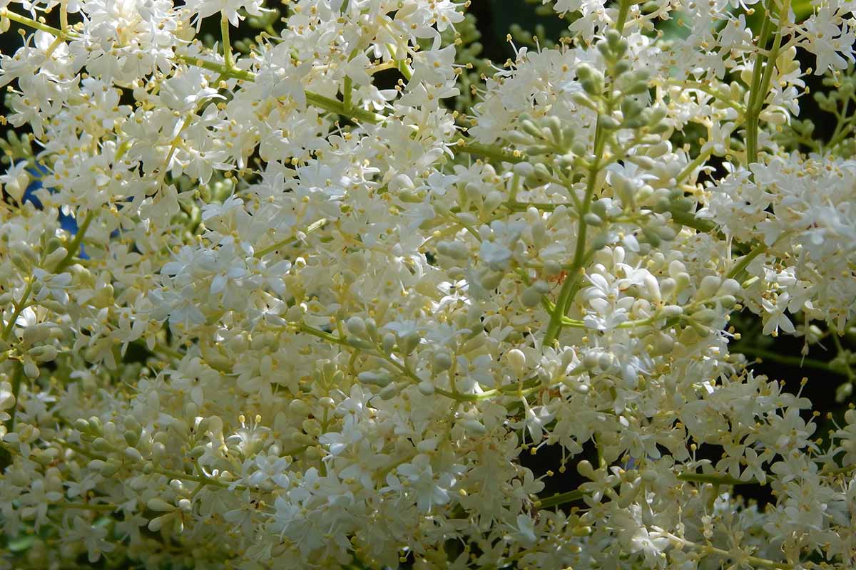 A close up horizontal image of the white flowers of Syringa reticulata aka Japanese tree lilac pictured in light filtered sunshine.