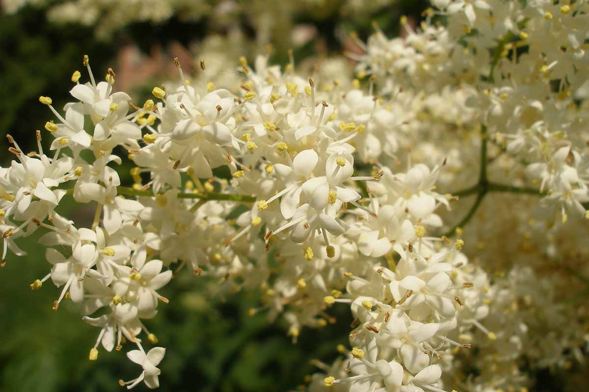 A close up horizontal image of the flower of a Japanese tree lilac (Syringa reticulata) pictured in light sunshine on a soft focus background.