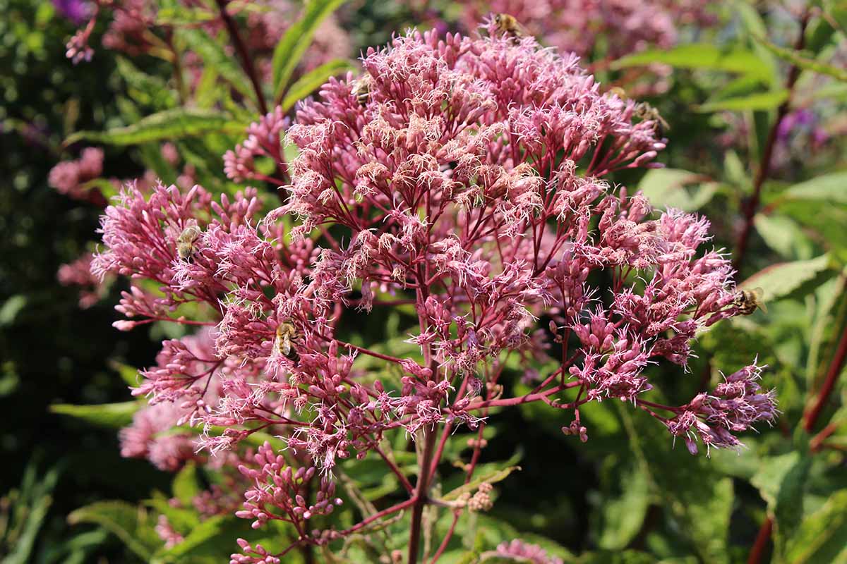 A close up horizontal image of pink joe-pye weed flowers growing in the garden pictured on a soft focus background.