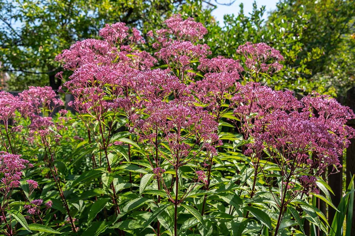 A close up horizontal image of joe-pye weed growing in a garden border in full bloom pictured on a soft focus background.