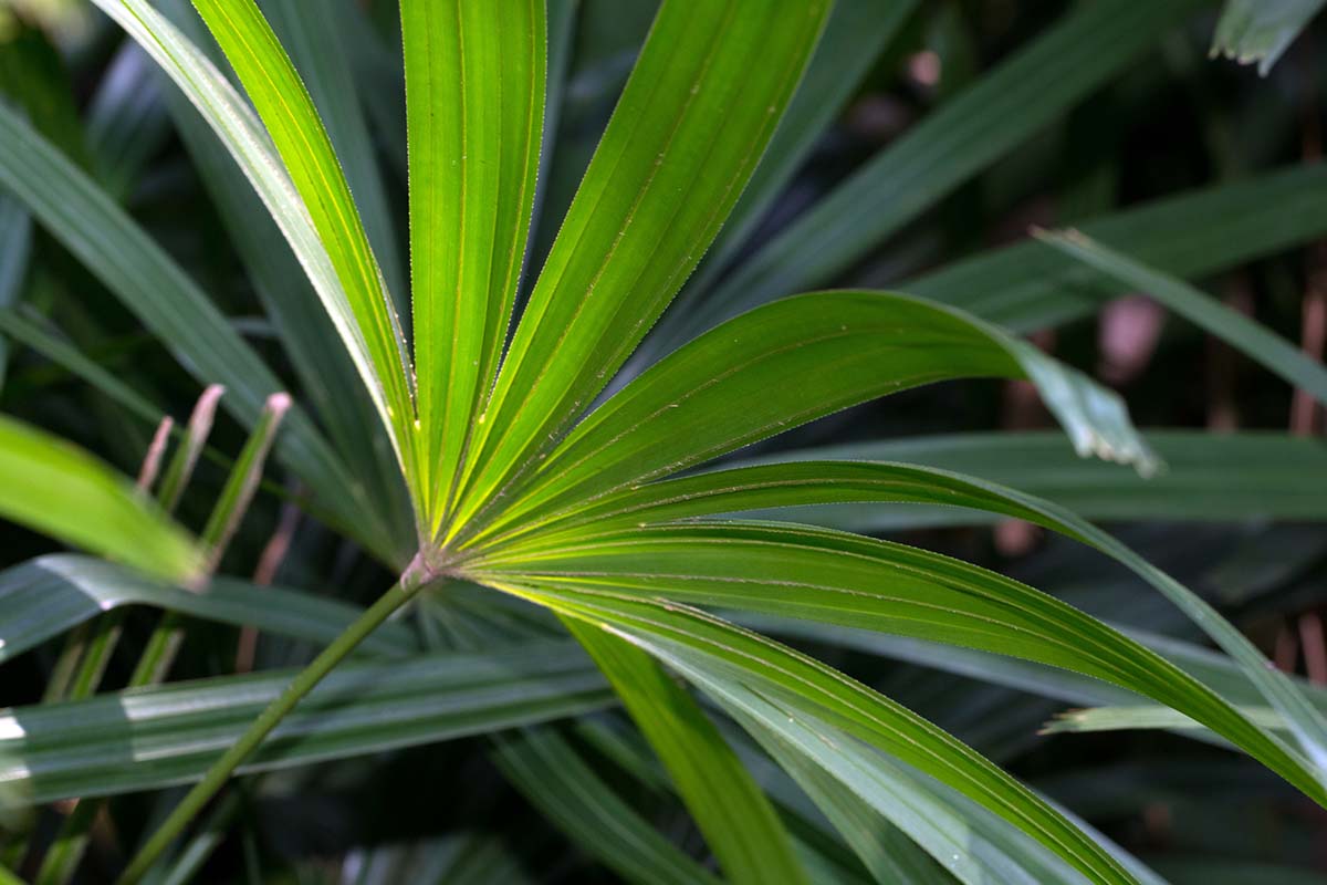 A close up horizontal image of the foliage of a lady palm (Rhapis excelsa) growing in a pot.
