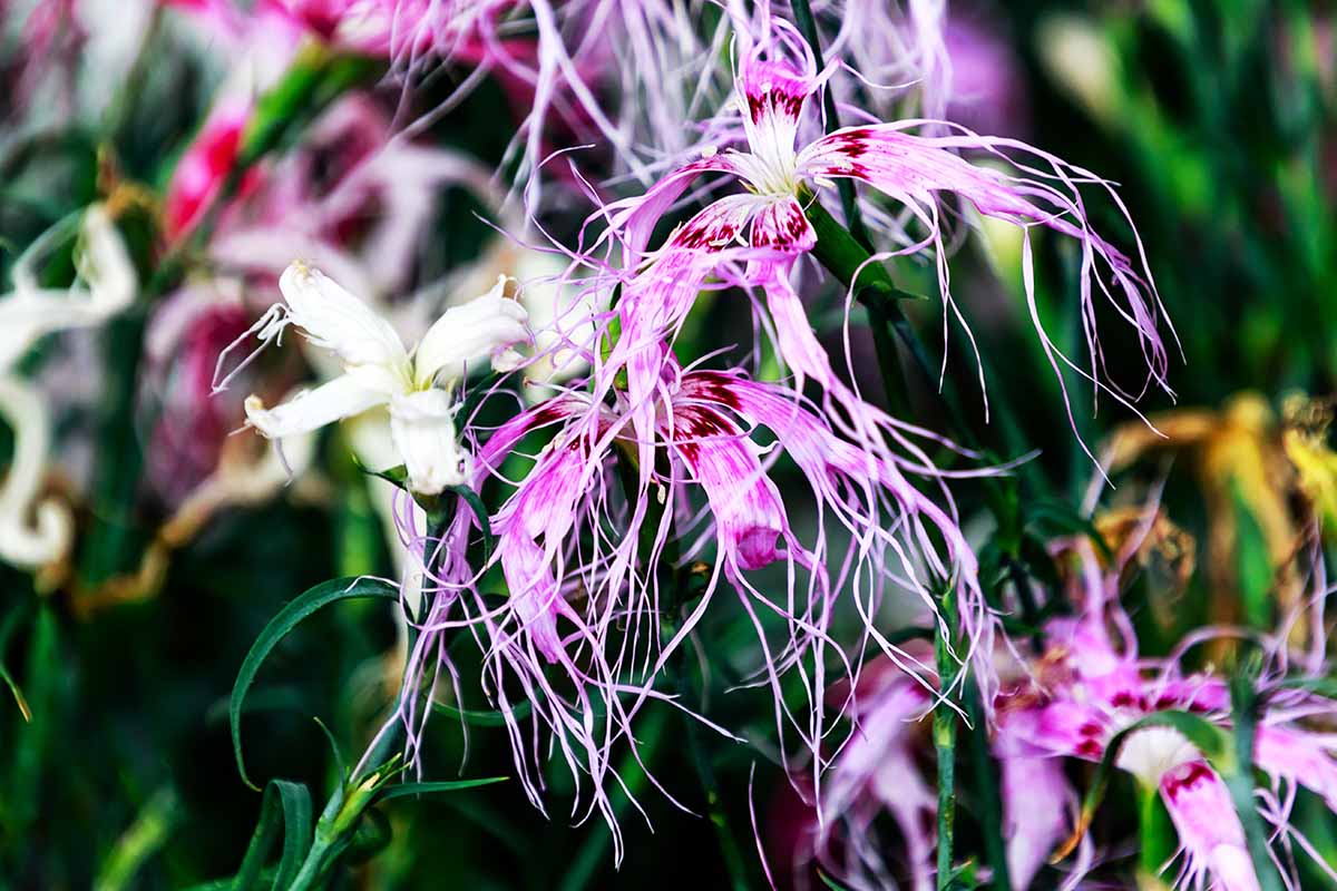 A close up horizontal image of purple and pink dianthus flowers growing in the garden pictured on a soft focus background.