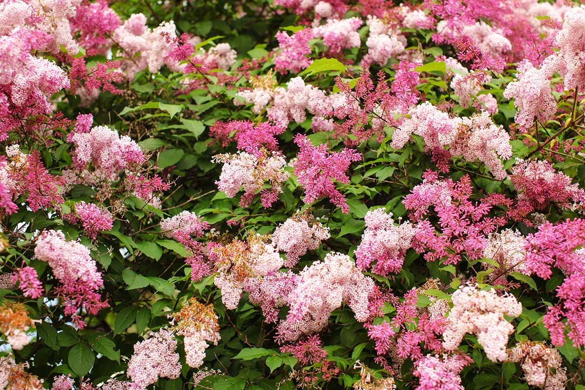 A close up horizontal image of dwarf Korean lilac (Syringa meyeri) with pink flowers growing in the garden.