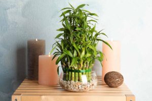 A close up horizontal image of a small lucky bamboo plant in a glass pot indoors.