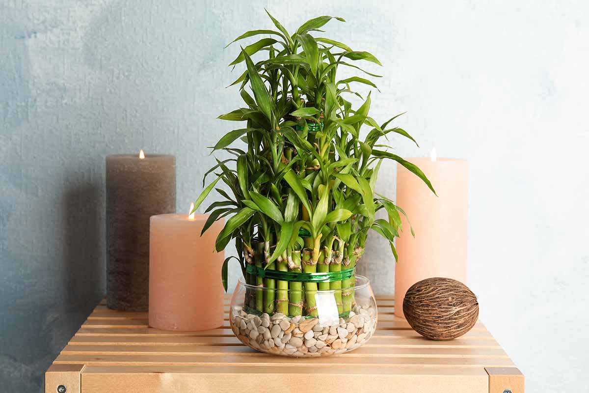 A close up horizontal image of lucky bamboo (Dracaena sanderiana) growing in a small glass pot with pebbles surrounded by candles on a wooden surface.