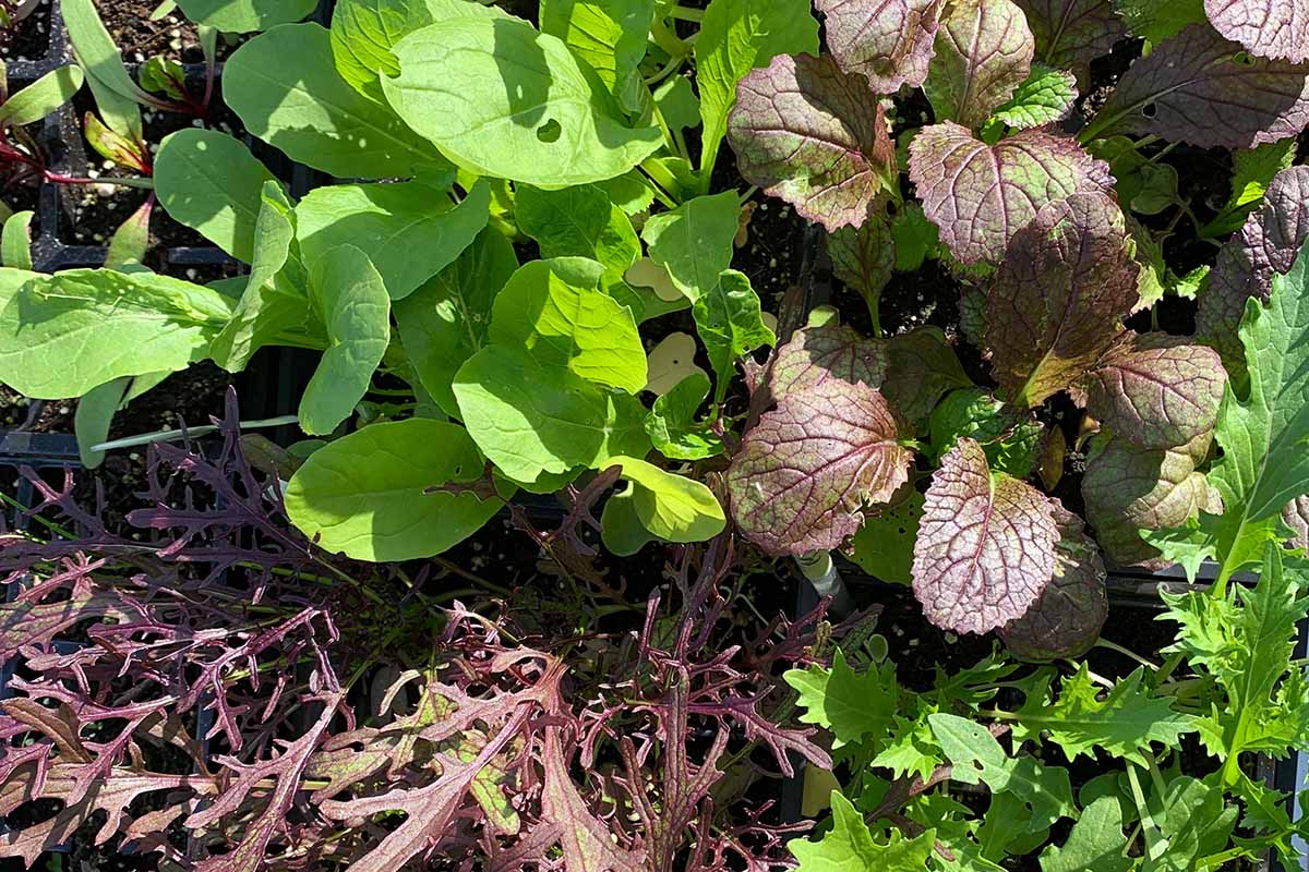 A close up horizontal image of mesclun greens growing in the garden pictured in light sunshine.