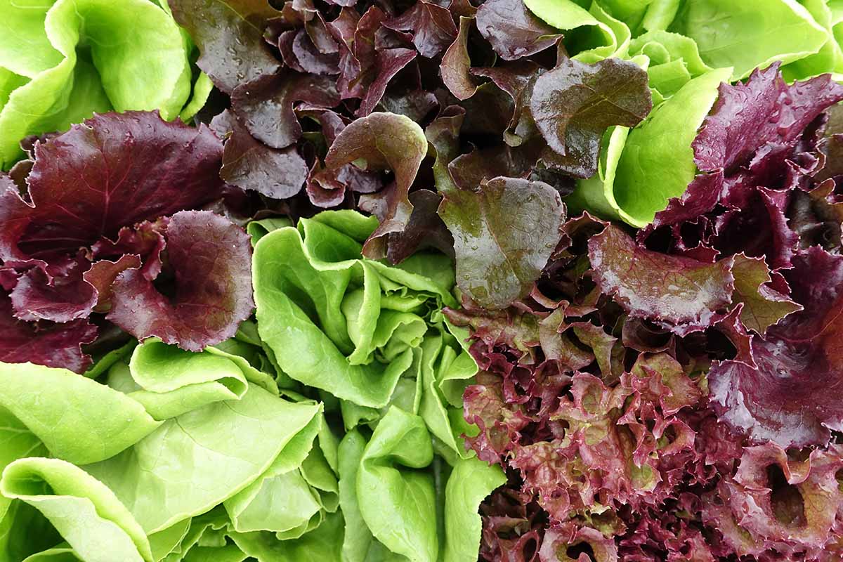A close up horizontal image of colorful mesclun leaves ready to harvest.