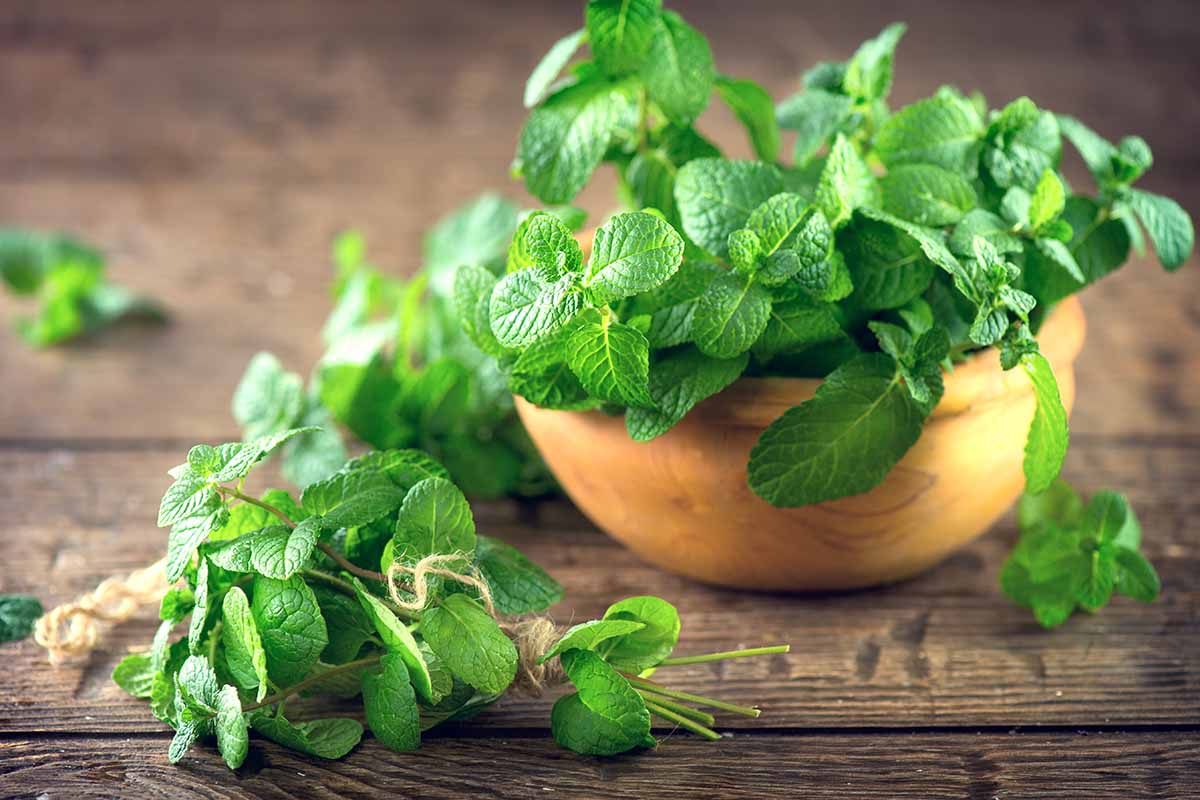 A close up horizontal image of a wooden bowl filled with freshly harvested mint set on a wooden surface.