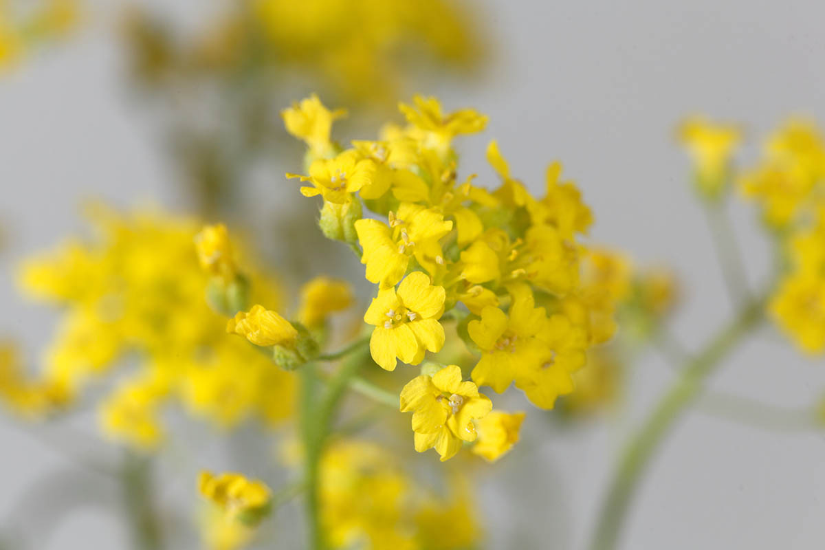 A close up horizontal image of a bright yellow mountain alyssum flower cluster pictured on a soft focus background.