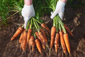A close up horizontal image of gloved hands holding bunches of freshly harvested Nantes carrots.